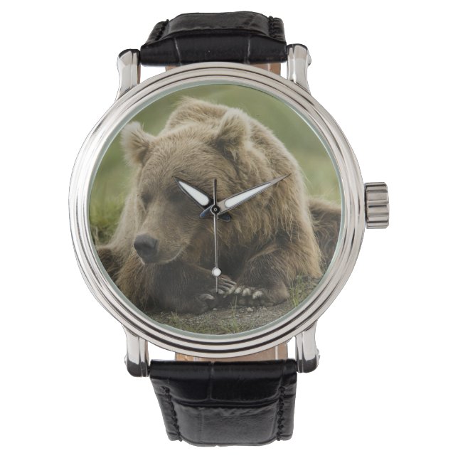 Montre Brown bear ou Coastal Grizzly Bear, Ursus (devant)
