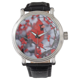 Montre Cardinal rouge mâle, Hiver, IL