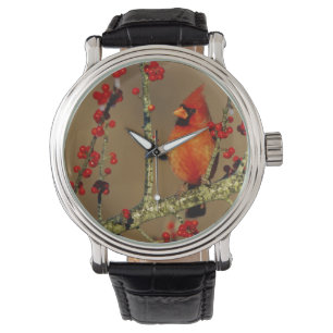Montre Cardinal rouge mâle perché, IL
