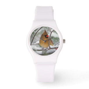 Montre Cardinalis femelle dans un pin enneigé,