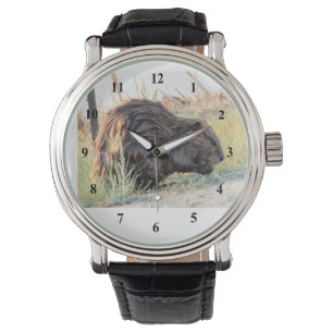Montre Castor