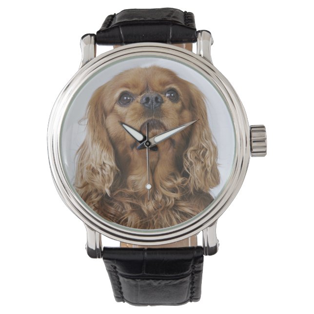 Montre Cavalier King Charles Spaniel à la recherche (devant)