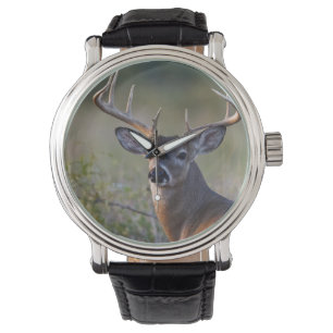 Montre cerf de Virginie Odocoileus virginianus