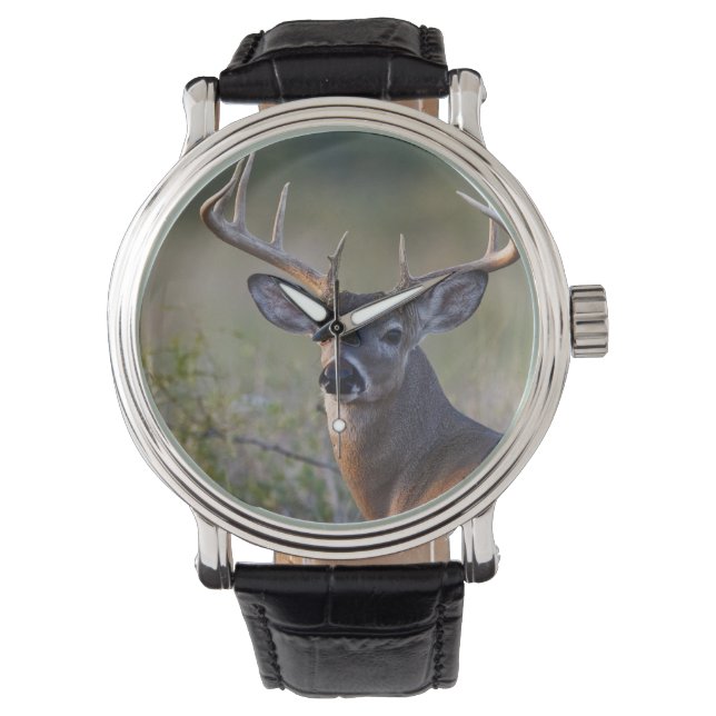 Montre cerf de Virginie Odocoileus virginianus (devant)