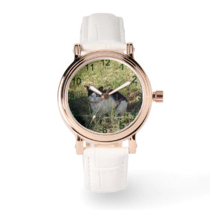 Montre Chat Noir Et Blanc Dans Le Jardin,