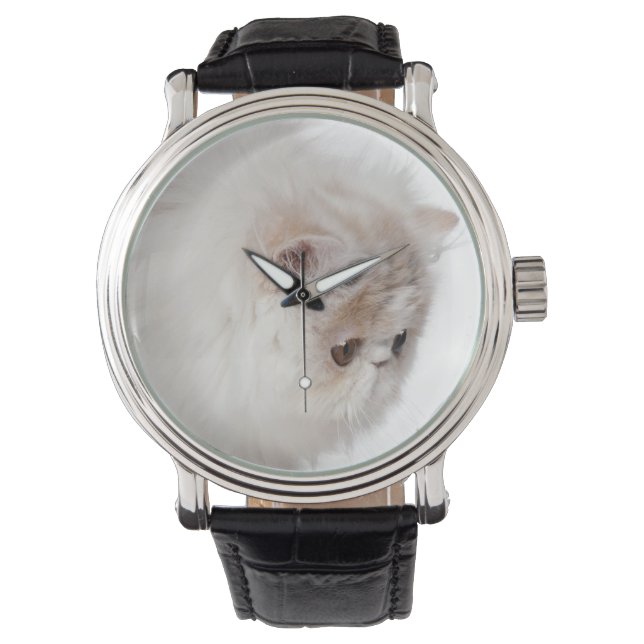 Montre Chaton persan (3 mois) (devant)