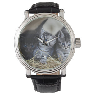 Montre Chatons, Animal de compagnie, Félins