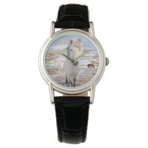 Montre Cheval Blanc Islandais, Islande