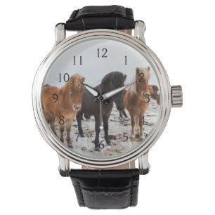 Montre Cheval islandais en hiver en Islande