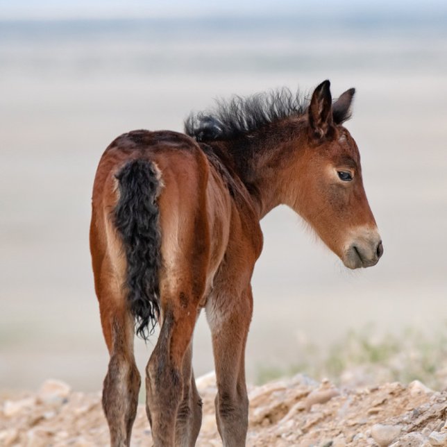 Montre Cheval sauvage (Créateur téléchargé)
