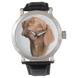 Montre Chien Brown pointeur germanique