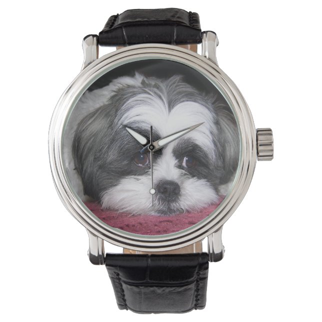Montre Chien Shih Tzu (devant)