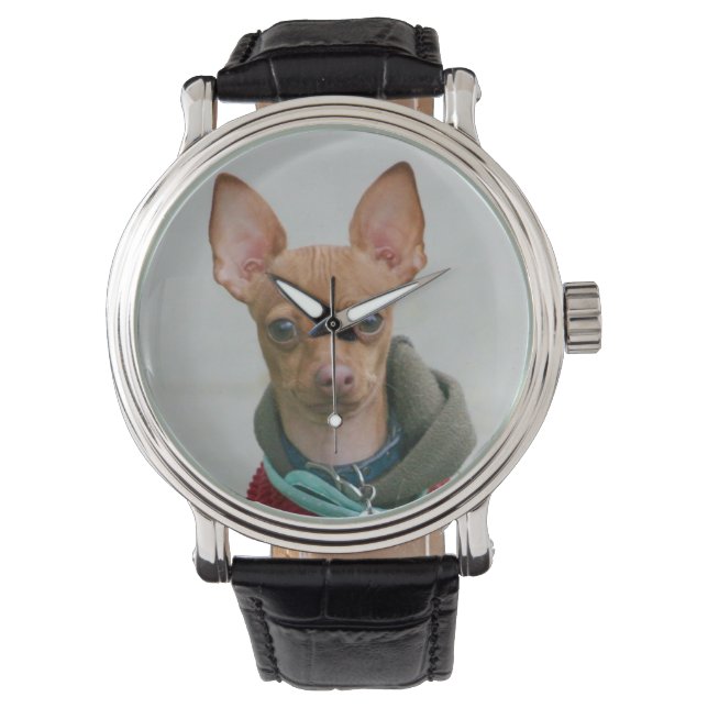 Montre Chihuahua (devant)