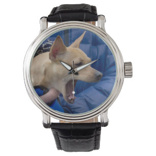 Montre Chihuahua hurle