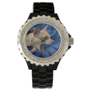 Montre Chihuahua hurle