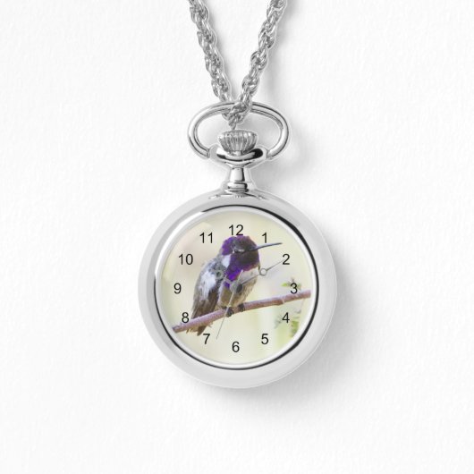 Montre Colibri de Costa perché sur une branche (Recto)