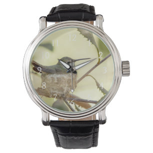Montre Colibri femelle sur son nid