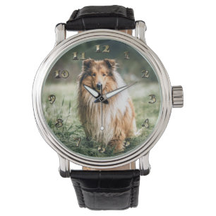 Montre Collie dans le Rough Grassland