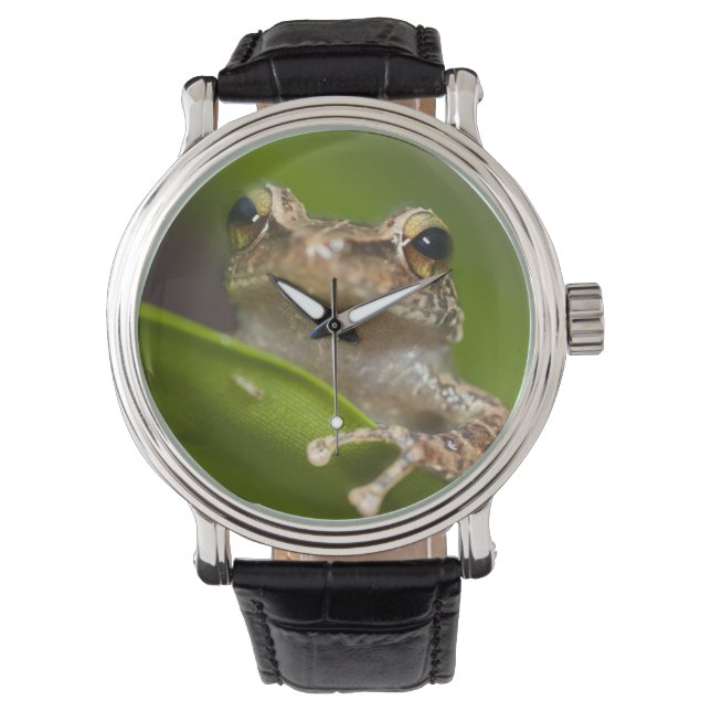 Montre Coqui commun, Eleutherodactylus coqui (devant)