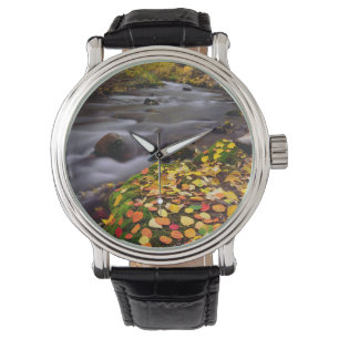 Montre Couleurs d'automne le long du ruisseau McGee