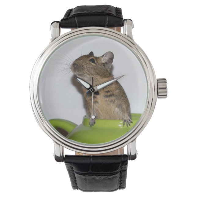 Montre Curieux Degu dans une théière verte (devant)