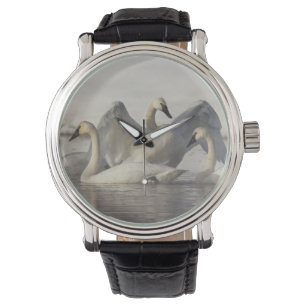 Montre Cygnes trompettes dans la rivière Madison en hiver