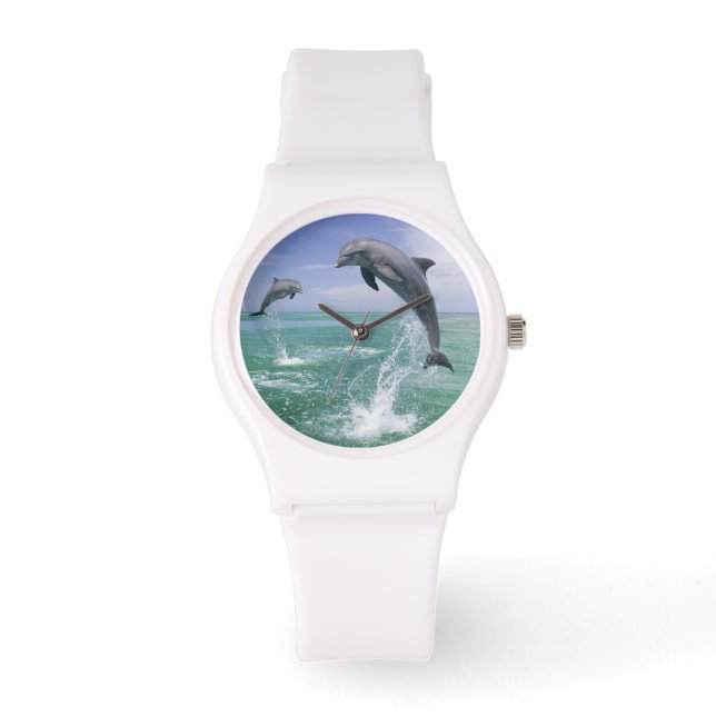 Montre Dauphins de Bottlenose Tursiops truncatus) 4 (Recto)