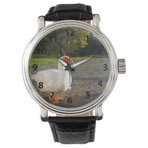 Montre de canard à muscovy mâle