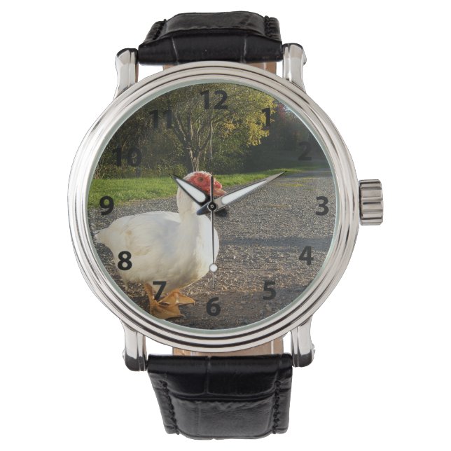 Montre de canard à muscovy mâle (devant)