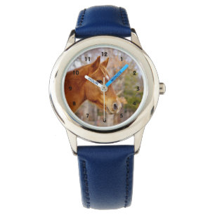 Montre de cheval de châtaigne