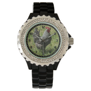 Montre de poulet de Plymouth Rock
