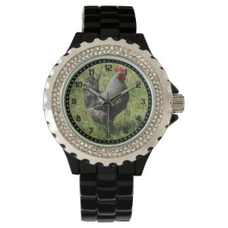 Montre de poulet de roche de Plymouth