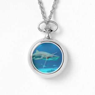 Montre de requin