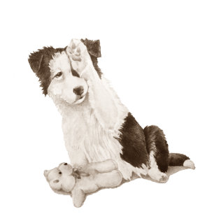 Montre dog portrait painting of cute border collie puppy