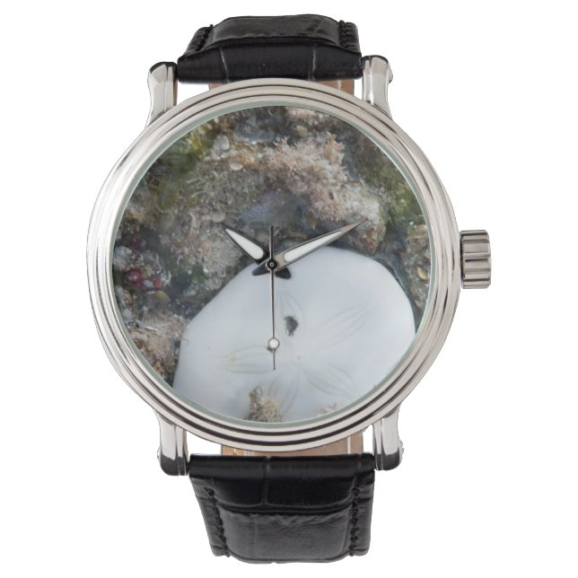 Montre Dollar du sable dans le Fiji Reef à Low Tide (devant)