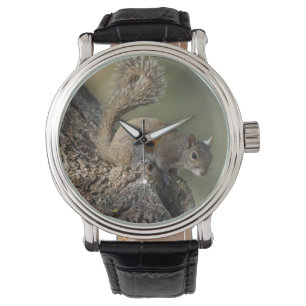 Montre Écureuil gris de l'Est, ou écureuil gris