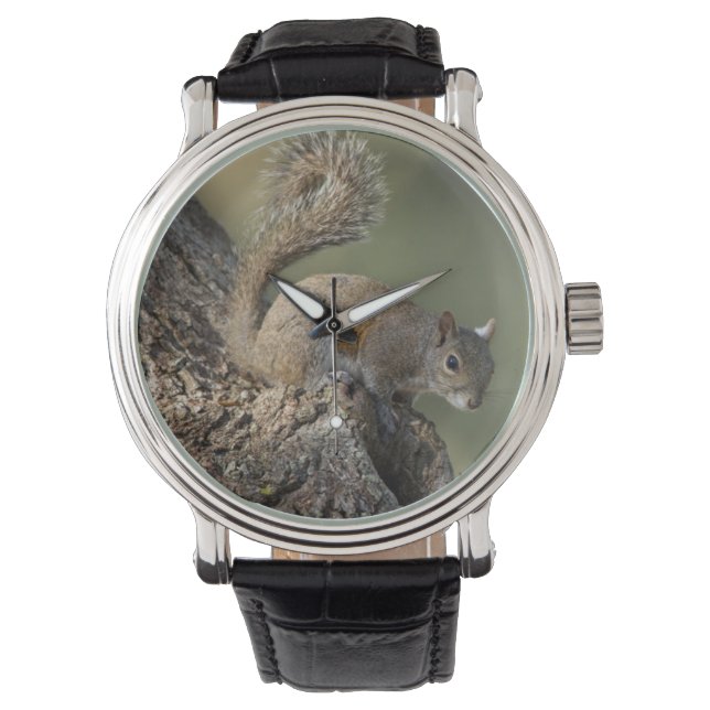 Montre Écureuil gris de l'Est, ou écureuil gris (devant)