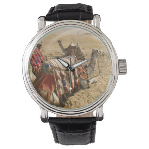 Montre Égypte, Le Caire. Chameaux au repos