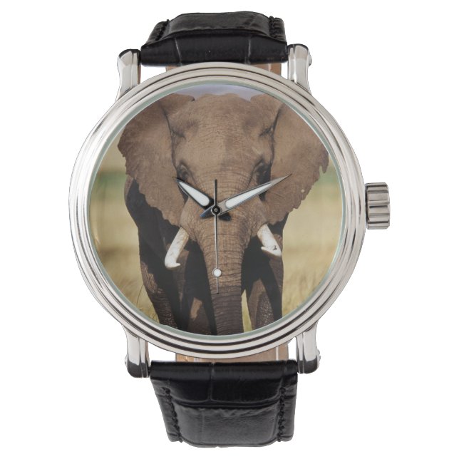 Montre Éléphant de savane d'Afrique (devant)