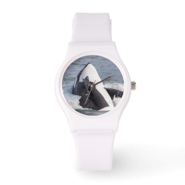 Montre Épaulard faisant une cabriole (Recto)