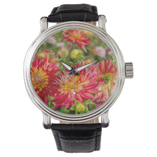 Montre États-Unis, Washington. Fleurs de dahlia dans un j