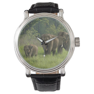 Montre Famille des éléphants indiens