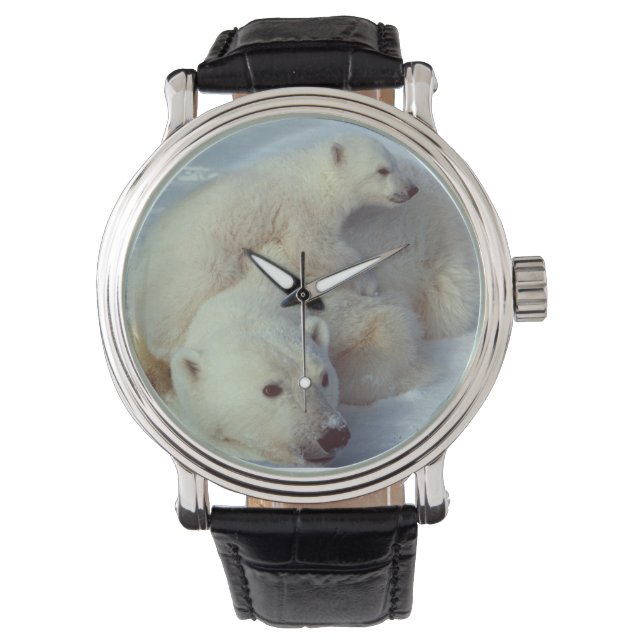 Montre Famille d'ours polaires blancs (devant)
