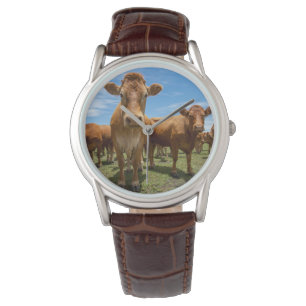 Montre Farms Brown cow