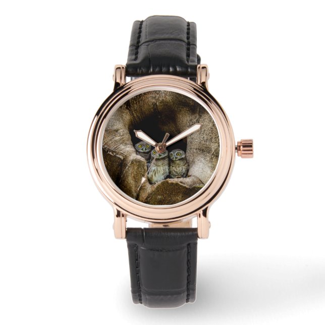 Montre Forests | Three Owls Looking (Recto)