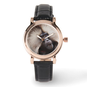 Montre Gelada Baboon, Éthiopie