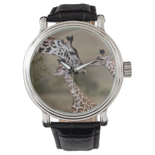 Montre Giraffe Masaï (Giraffe Tippelskirchi)