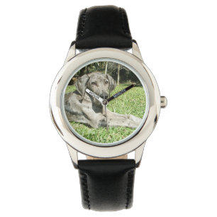 Montre Grand Chien Danois