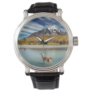 Montre Guanaco traversant la rivière en Torres del Paine
