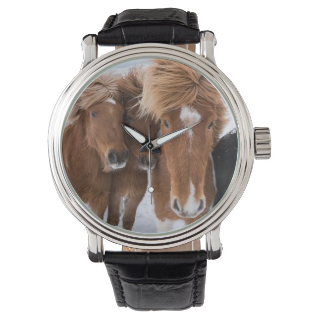 Montre Icelandic Horses nuzzle (devant)